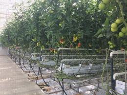 Visite d'essais Tomates, Centre CTIFL de Carquefou : 09/06/2021 - Présentation en culture de l'essai de variétés de tomate grappe tolérantes à l'oïdium